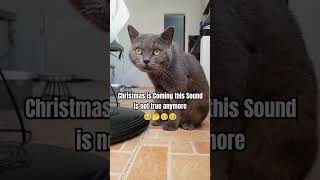 Is this True Its Christmas already christmas cat pets trending viralshort viral scary fyi [upl. by Carine]