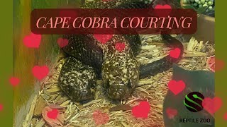 Cape Cobra Courting 💍🌹 [upl. by Thayer]