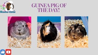 Guinea pig of the day [upl. by Lotsyrk]