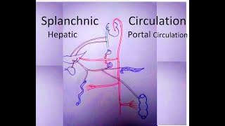 Splanchnic and Hepatic portal Circulation [upl. by Zinn]