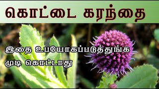 Sphaeranthus Indicus கொட்டை கரந்தை மருத்துவம் karanthai medicine [upl. by Alfreda]