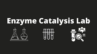 Biology  Lab 6 Enzyme Catalysis Video [upl. by Ellesij]