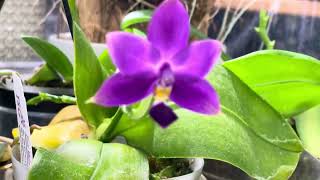 Phalaenopsis violacea indigo flowers [upl. by Chance]