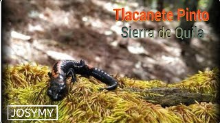 Tlaconete pinto Isthmura belli en Sierra de Quila Jalisco  Parte 1 [upl. by Romie]