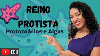 Aula Reino Protista protozoários e algas [upl. by Seagrave]