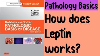 Orexigenic vs Anorexic Pathway [upl. by Dougy]