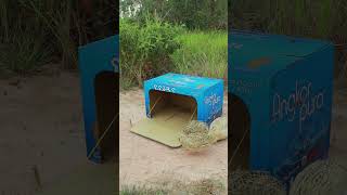 Really Unique Creative Quail Trap Using Cardboard Box ytshorts uniquecreativity animaltrap [upl. by Ogata]