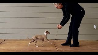 Leash Training Italian Greyhound Puppies [upl. by Sweatt]