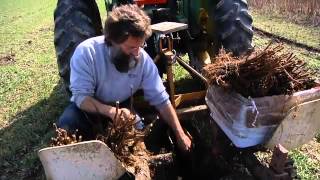 Silver Queen Farm Planting Raspberries [upl. by Llerat277]