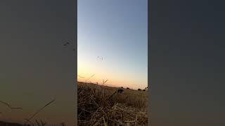 Epic Duck Calling amp Goose Hunting Success 🦆🎯 shorts [upl. by Kennet555]