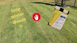 1 Step to Prevent Winter Weeds  Fall Bermuda Treatment [upl. by Artenal]