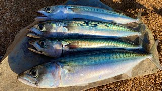 How to catch Mackerel  Catch Clean Cook Oak Smoked Mackerel Beach Fire Survival [upl. by Dosi7]