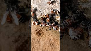 Honey Bee death after Bite😨shortsmrmine [upl. by Anes]