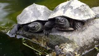 Slow Life of Chinese Pond Turtles クサガメ♀♂♀が岩場で甲羅干し [upl. by Odnanref525]