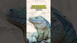 Blue Iguanas are so COOL kampkenan blueiguana reptiles [upl. by Adnahsat973]