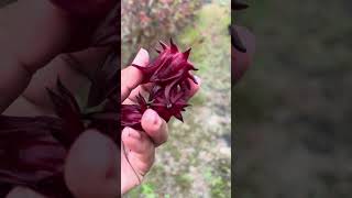 Harvesting almost 10lbs of roselle calyx’s 🌺 shorts supersfarm herbfarm growyourownmedicine [upl. by Sanfred]