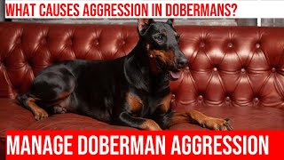 Taming Aggression in Dobermans Tips to Manage Strangerdirected Aggression [upl. by Airym983]