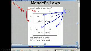 Chapter 11 Podcast 9 Monohybrid Cross [upl. by Doughman]