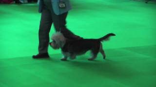 Dandies at Crufts 2009  Veteran Dog [upl. by Quiteri354]