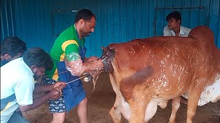 Dystocia due to lateral deviation of head and neck in Gir Cow cow operation [upl. by Gonroff]