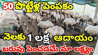 50 పొట్టేళ్ల పెంపకం నెలకు లక్ష ఆదాయం sheep farming in Telugu SR SHEEP FARM  ALIKHANKRK [upl. by Yelnats855]