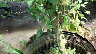 Native Hackberry Celtis occidentalis for Bonsai [upl. by Betsy]