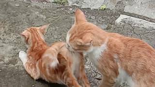 Kucing Kawin Mating Cat cats matingcats catslover pecintakucing kucing [upl. by Tteve756]