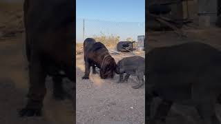 Baby Neapolitan Mastiff Harasses Her Big Cousin [upl. by Frasier]