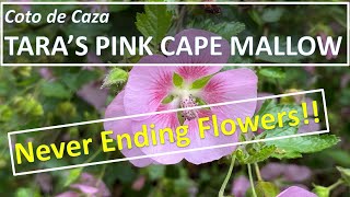 Anisodontea capensis Taras Pink Cape Mallow African Mallow 小木槿開花惹人愛  mallow hybrids [upl. by Anasus]