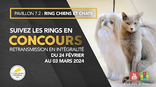 Ring Chiens et Chats 25022024 [upl. by Kinson]