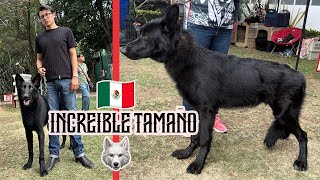 ENCONTRÉ una MANADA de CALUPOH perro lobo de México 47 ejemplares [upl. by Rafiq]