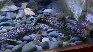 Exotic freshwater aquarium fish [upl. by Bellda310]