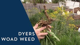 How to Control Dyers Woad Weed [upl. by Llekim]