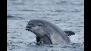 Uk trip Ep22 Dolphin Watching at Chanonry Point Inverness Scotland [upl. by Idou818]