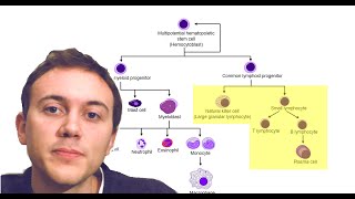 Blood Cancers Explained Leukemia Myeloma Lymphoma and more [upl. by Ssalguod]