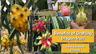 Benefits of Grafting Dragon Fruit and some rare varieties like Black baby cerado thick king etc [upl. by Arty]