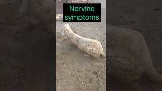 Nervine symptoms l dr umar khan [upl. by Aila]