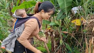 Harvesting Galangal Roots for sale amp Process of making Preserved Galangal  Gardening [upl. by Aretse]