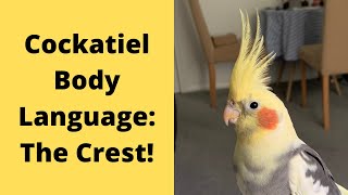 Cockatiel Body Language amp Behaviour  The Crest  TheParrotTeacher [upl. by Atinauq]