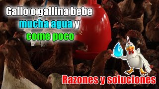 🐓✅ por que mi gallo o gallina come poco y bebe mucha agua gallobebeagua gallonocome [upl. by Asiil]