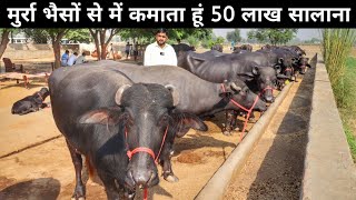 टॉप मुर्रा नस्ल की भैसों का डेरी फार्म  Buffalo Farm  Buffalo Farming In India  Dairy Farming [upl. by Eileen]