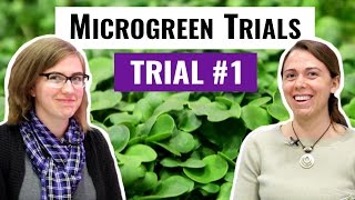 Microgreen Trials Update Red Rain Kale amp Radish [upl. by Natale955]