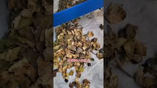 How Much Does a 500kgh Sunflower Seed Dehulling Machine Cost [upl. by Anelagna]