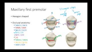 Dental Anatomy Premolars [upl. by Llevra]