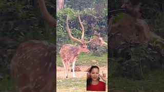 wow big horn wildanimal wildanimalhunter deer wildlife animals nature  walking jungle react [upl. by Alacim]