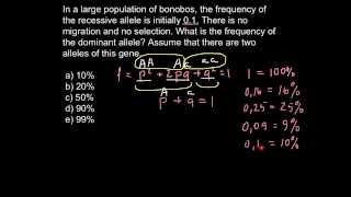 How to find allele frequency in a population [upl. by Elleinnod]