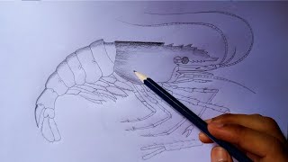 prawn drawing  how to draw a prawn  shrimp fish drawing how to draw a shrimp fish  prawn diagram [upl. by Roderic885]