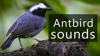 The sounds of Whitebrowed antbirds [upl. by Adelaide638]