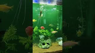 Panted setup fish tank newfishtank aquarium plantedtank [upl. by Turne379]