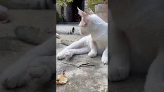 Scaredy Cat Watch This Kitten Face Her Fears [upl. by Heid]